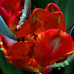 photo "Tulp 2"