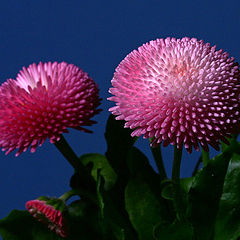 photo "Bellis perennis"