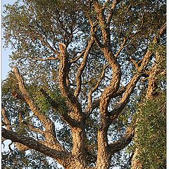 photo "Cork Oak"