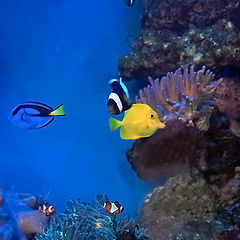 photo "Where is Nemo?"