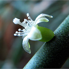 photo "Rhipsalis"