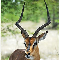 фото "Black faced Impala"