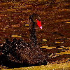 photo "dark brown duck"