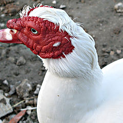 photo "White and red"