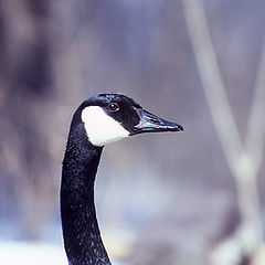 photo "Canadian Goose"