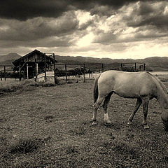 фото "before the storm"