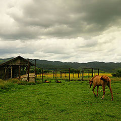 фото "going home.."