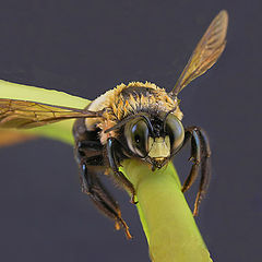 фото "bee on twig"