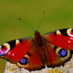 photo "Butterfly"