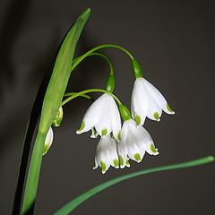 фото "snowbells"