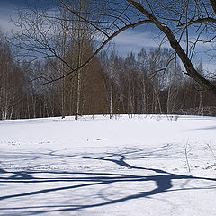 photo "Winter, trees, shadows - 1"
