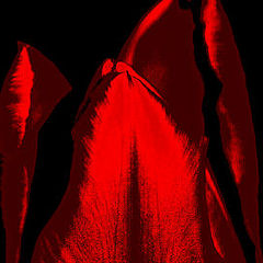 photo "Minimal Tulip"