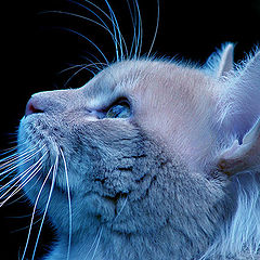 photo "BLUE CAT"