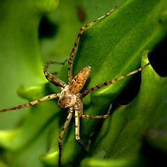 photo "SPIDER  WOMAN"
