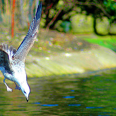 photo "Psychedelic Seagul"