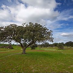 фото "Tree"