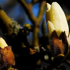 photo "magnolia"