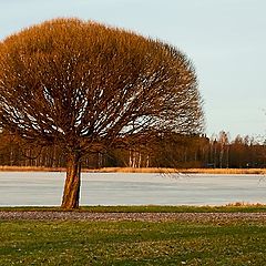фото "Дерево на солнце"