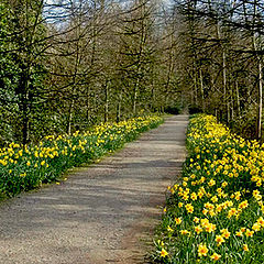 photo "Daffodil Walk"