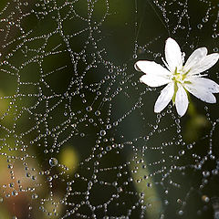 photo "Morning Dew"