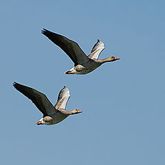 фото "Goose flight"