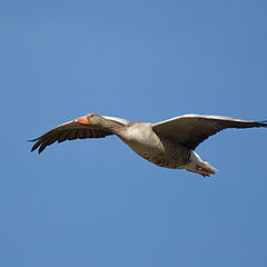 фото "Grey gooses over Bavarian area"