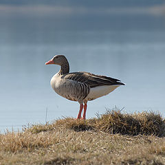 photo "Loneliness"