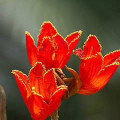 photo "Flowers from South"