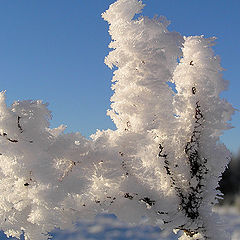 photo "Winter flower"