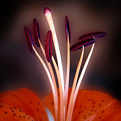 photo "Luminous Stamens"