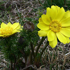 photo "Adonis vernalis"