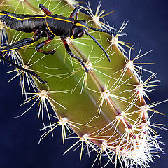 photo "A prickly situation."