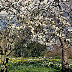 photo "Magnolia trees"