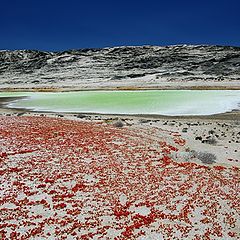 фото "Small saline soil"