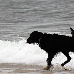 photo ""Salted dog""