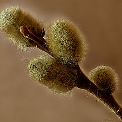 photo "Pussy willow"