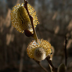 photo "Spring is come"