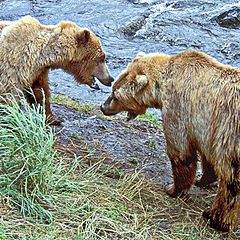 фото "The confrontational bears"