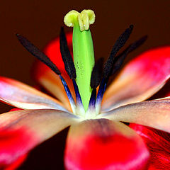photo "Opened Tulip"