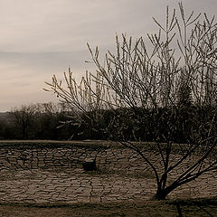 фото "And tree grow on stone"