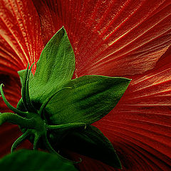 photo "Scarlet Sails"