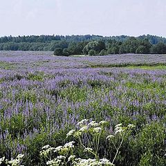 фото "Люпины"