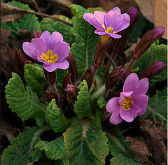 photo "Primrose"