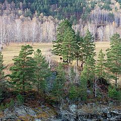 фото "Кони"