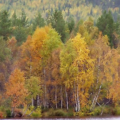 photo "Colours of Autumn"