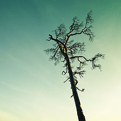 photo "Two Sisters"