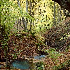 photo "Forest stream"