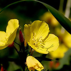 photo "Yellow summer"