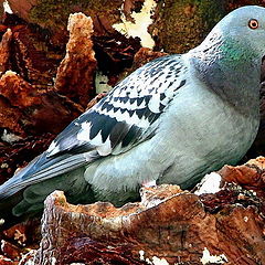 photo "Pigeon"