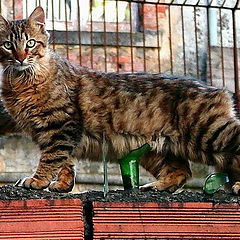 photo "Cat in the wall"